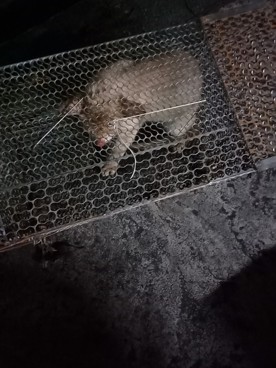 Bắt mèo, động vật hoang dã
